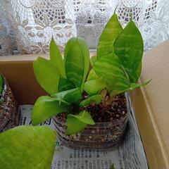 観葉植物　サンスベリアの画像