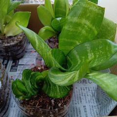 観葉植物　サンスベリアの画像