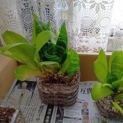 観葉植物　サンスベリアの画像