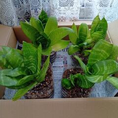 観葉植物　サンスベリア