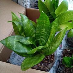 観葉植物　サンスベリアの画像