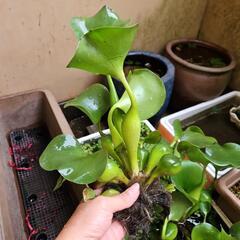ほてい草2株の画像