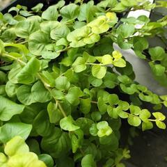 ヒメモンステラ&多肉植物ほか