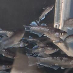 残り1セットです。めだか　ギャッビー　メダカです🥰残り1セットとなりました。の画像