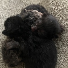 現在キャンセル待ちです。