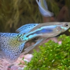【6匹】ブルーグラスリボン1ペア、ブルーグラス（繁殖用）２ペア　国産グッピー稚魚の画像