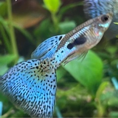 【6匹】ブルーグラスリボン1ペア、ブルーグラス（繁殖用）２ペア　国産グッピー稚魚の画像