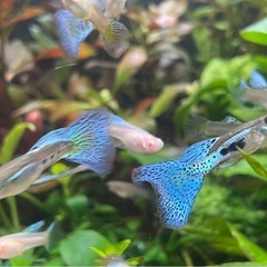 【6匹】ブルーグラスリボン1ペア、ブルーグラス（繁殖用）２ペア　国産グッピー稚魚の画像