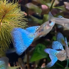 【6匹】ブルーグラスリボン1ペア、ブルーグラス（繁殖用）２ペア　国産グッピー稚魚の画像