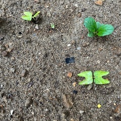 朝顔の芽　要る人　いる？