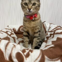 里親さん募集いたします。
