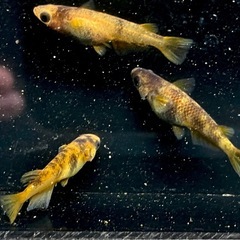 AW-03R（和墨系統）　稚魚〜若魚　メダカの画像