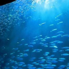 ✨🐬コミュニティメンバー募集中🐬✨