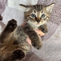 急募です!!子猫の里親募集中!!