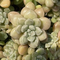 多肉植物　　ダルマ姫秀麗