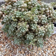 多肉植物　　ダルマ姫秀麗の画像