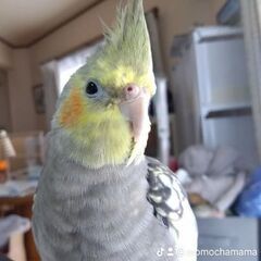 オカメインコを探してます