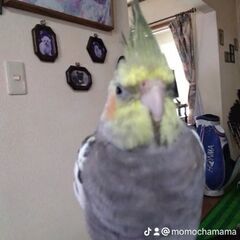 オカメインコを探してます - 長崎市
