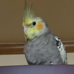 オカメインコを探してます - その他
