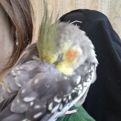 オカメインコを探してます − 長崎県