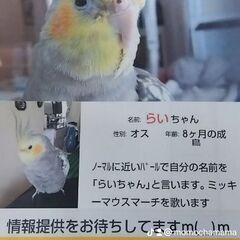オカメインコを探してます - 助け合い