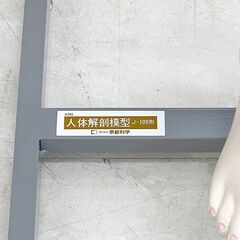 北海道 千歳市/恵庭市 近郊配送 京都科学 人体解剖模型 J-100形 15分解 男性 スタンド付き 人体模型 学校教材 理科 サイエンス 医療 医学の画像