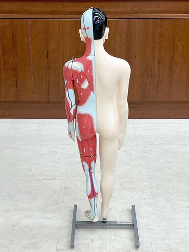 北海道 千歳市/恵庭市 近郊配送 京都科学 人体解剖模型 J-100形 15分解