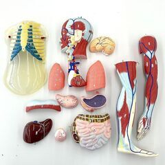 北海道 千歳市/恵庭市 近郊配送 京都科学 人体解剖模型 J-100形 15分解 男性 スタンド付き 人体模型 学校教材 理科 サイエンス 医療 医学の画像