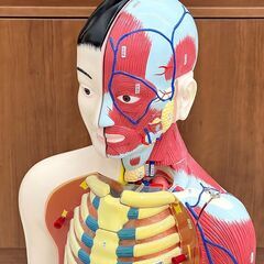北海道 千歳市/恵庭市 近郊配送 京都科学 人体解剖模型 J-100形 15分解 男性 スタンド付き 人体模型 学校教材 理科 サイエンス 医療 医学の画像