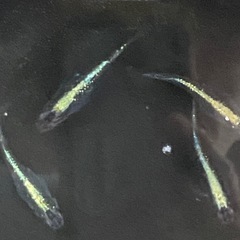 黒ミユキメダカ10匹