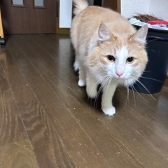 甘えん坊の男の子🐈