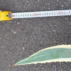 アガベアメリカーナの画像