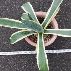 アガベアメリカーナの画像