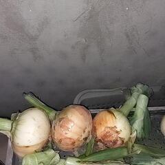 玉ねぎ1キロ300円