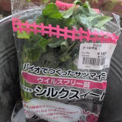 さつまいも苗シルクスイート