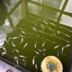 ミックスメダカ 1匹100円〜