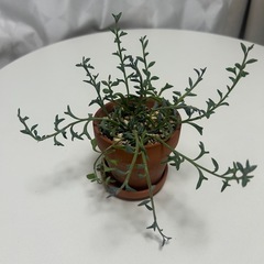 多肉植物　ドルフィンネックレス