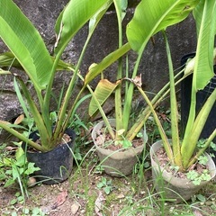 旅人の木 タビビトノキ （扇芭蕉）の苗