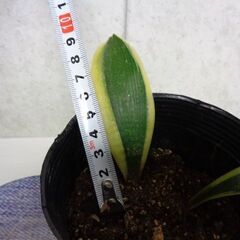 観葉植物　新芽あり　背が高くならないサンスベリア(3本)の画像