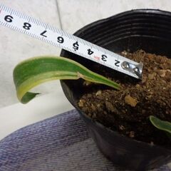 観葉植物　新芽あり　背が高くならないサンスベリア(3本)の画像