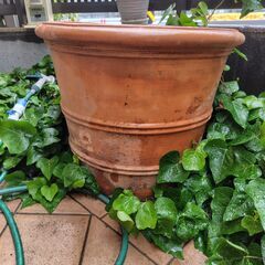 大型植木鉢お譲りします。