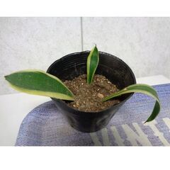 観葉植物　背が高くならない根つきサンスベリア(3本)