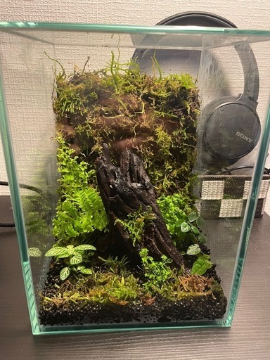 テラリウム、パルダリウム、苔(完成系)