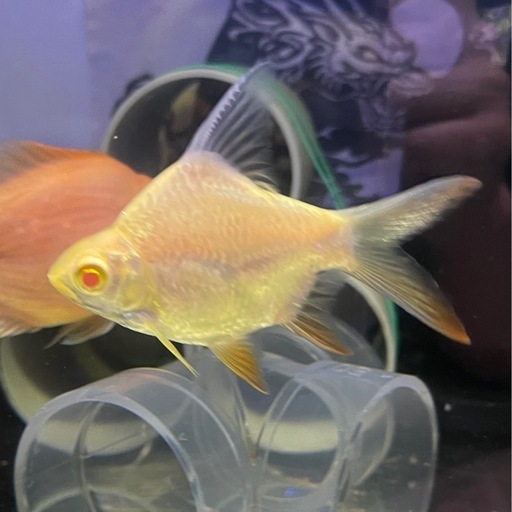 売約済　ウルトラショートアルビノレッドフィンバルブ約5～ 7 cm  熱帯魚　大型魚