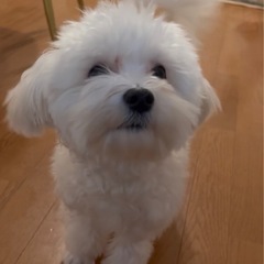 マルチーズミックス1歳♂