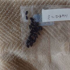 〘無料〙ミニひまわりの種　その2