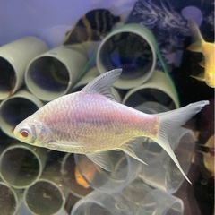 アルビノプラチナレッドフィンバルブ約10~12cm  熱帯魚　大型魚