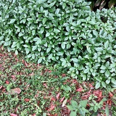 琉球藍の挿し枝20本