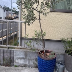 オリーブ鉢の画像