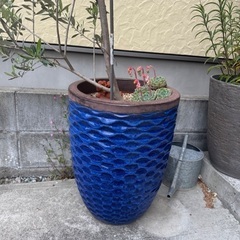 オリーブ鉢の画像
